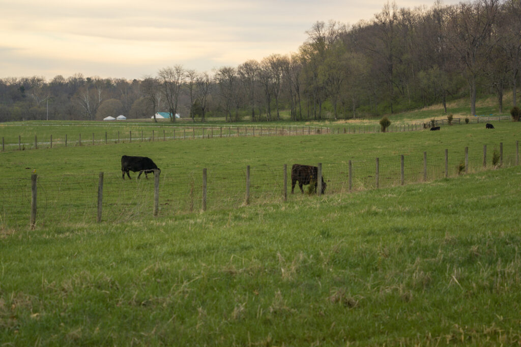 A wide few of a pasture with cattle at Byerpatch Farm