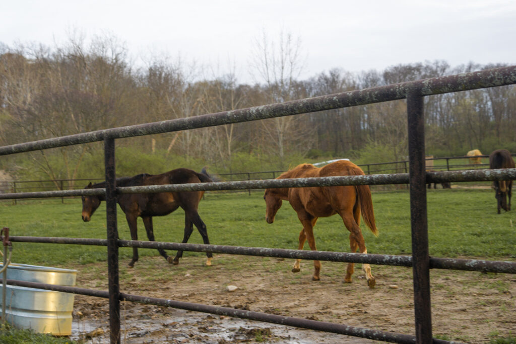 Two horses at Byerpatch Farm